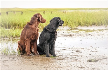 Hvilket hundeminde tager du med fra sommeren?