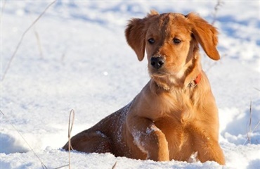 Sne og kulde: Sådan får du bedst din hund gennem vinteren