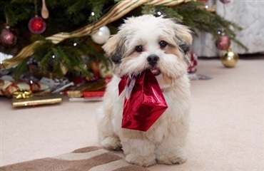 Mange hunde får julegave