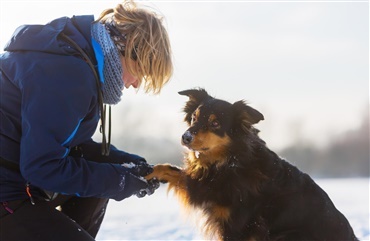 Pas godt p&aring; din hunds poter i vinterens kulde