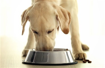 Flere hunde får økologi i madskålen