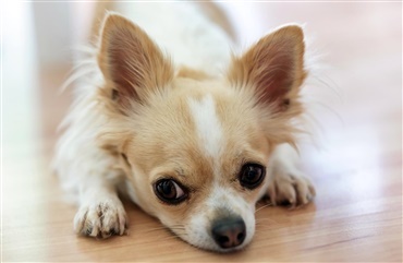 Horsens: Chihuahua trukket til d&oslash;de bag knallert