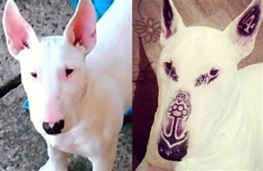 For groft: Mand tatoverer sin hund i ansigtet