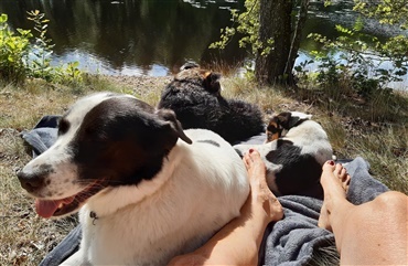 BLOG: Sommerferien med hundene var b&aring;de god og uhyggelig