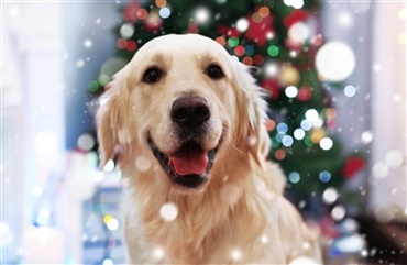 F&aring; en god juleaften med hunden