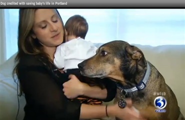 Hund redder 9 uger gammel baby