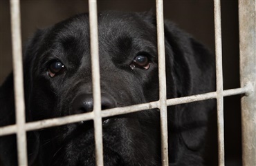 Norsk hundesag: Alt for lav strafferamme