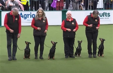 Crufts: Obreedience kombinerer holdarbejde med lydighed