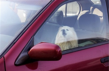 Hunde befriet fra varm bil