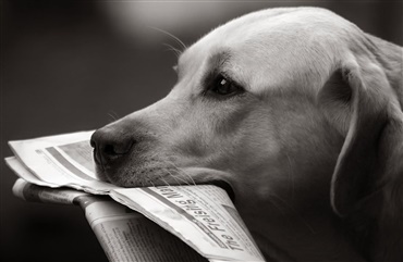 USA: F&aelig;rre postbude bidt af hunde
