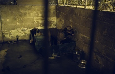 B&oslash;de 18.000 kr.: 33 hunde levede under kummerlige forhold
