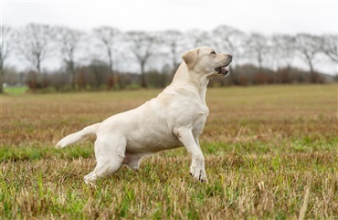 M&aring; hunden komme med p&aring; h&oslash;stmarken?