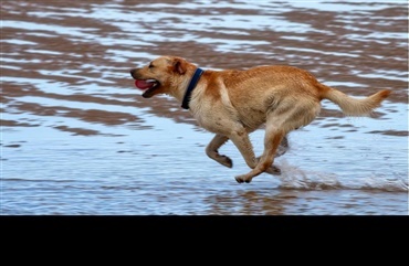 Fra 1. april skal strandhunden i snor