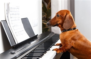 Kan hunde lide at lytte til musik?