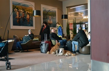 156 hunde holdt nytårsaften på hotel