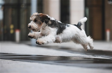 Fra HUNDEN: Raceportr&aelig;t af den livlige petit basset griffon vendéen