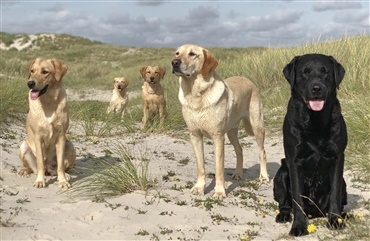 Fra HUNDEN: Raceportr&aelig;t af den livsglade labrador retriever