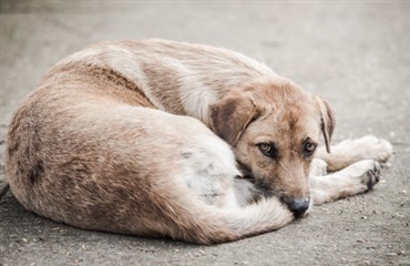 Antallet af rumænske gadehunde skal ned