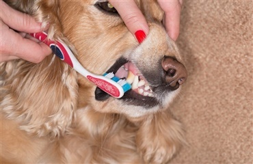 Børst din hunds tænder