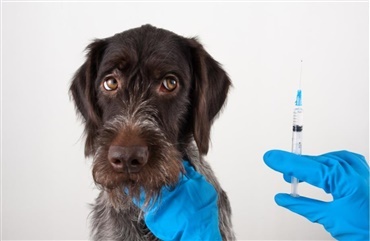 Hundesyge: Husk vaccinationen