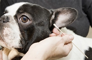 Antibiotikaresistens hos hunde – dyreejerens rolle