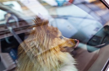 Hunde i varm bil, Kgs. Lyngby