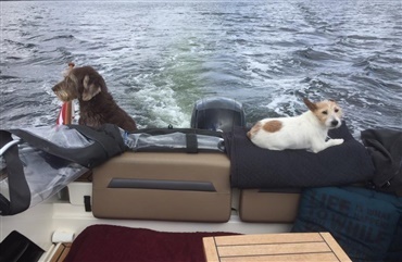 6 gode r&aring;d, hvis du vil sejle med hunden