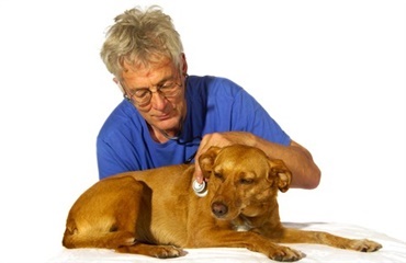 Få din seniorhund undersøgt gratis