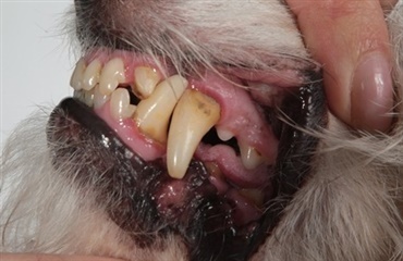 Sundere tænder og vigtigheden af tandpleje