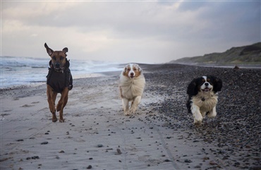 Snart m&aring; din hund igen l&oslash;be l&oslash;s p&aring; stranden