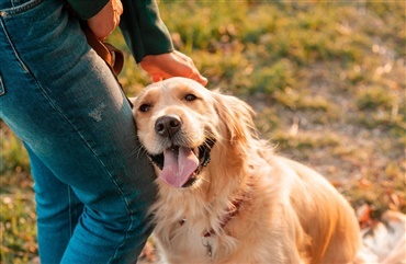 Forskning: Forholdet mellem hunde og mennesker under lup