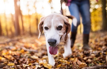 RETTELSE: Tysk lov: Hunde skal luftes EN time om dagen 