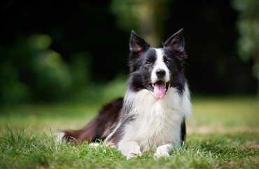 Tropisk orm fundet i dansk hund for f&oslash;rste gang