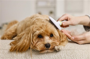 Pelspleje som terapi: Den beroligende stund med b&oslash;rsten