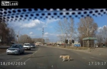 Trafik-kyndig gadehund