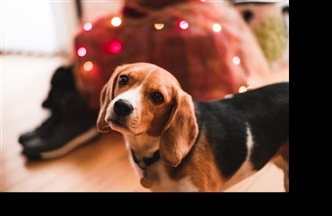 Diarré og opkast: Julemad er ikke for hunde