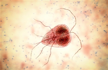 Giardia – en encellet tarmparasit