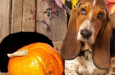Halloween: M&aring; min hund spise gr&aelig;skar?