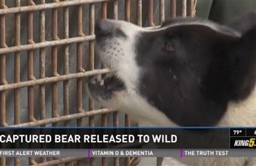 Hund lokaliserede bjørn i amerikansk by