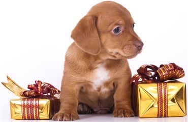 Får din hund julegave?