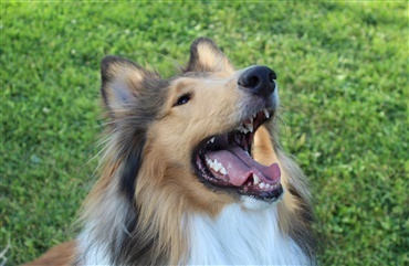 Har din hund en &aelig;gte Lassie gemt i sig? 