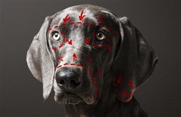 Kampagne skal kl&aelig;de danskerne p&aring; til at k&oslash;be sundere hunde