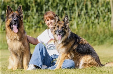 Sch&aelig;ferhunden er ikke for alle – men for de rette