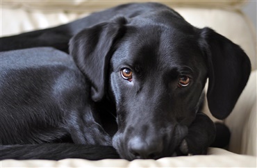 Sorte hunde har sv&aelig;rere ved at finde nyt hjem