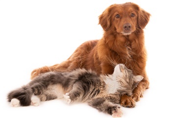 Feromoner giver bedre forhold mellem hunde og katte