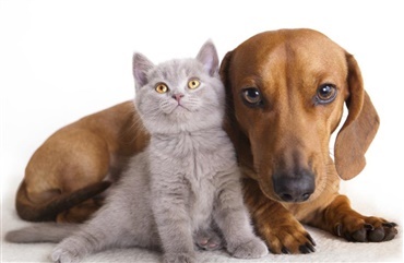 Hundel&aelig;sernes hunde og katte er gode venner