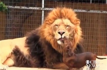 VIDEO: Løve og hund bedste venner