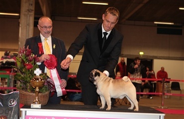 Mops blev Best in Show