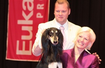 World Dog Show 2012: saluki kåret som vinder