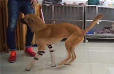 Hund lærer at gå igen efter voldsom tortur